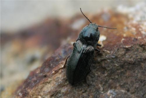 Selatosomus latus